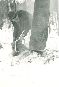 Forestry and Wildlife Management - Mt. Toby Forest