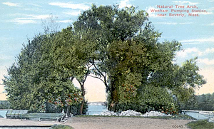 Natural tree arch, Wenham Pumping station, near Beverly, Mass.