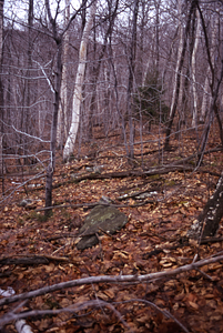Stone wall with small Norway spruce (Picea abies) on western boundary of Moon Lot.