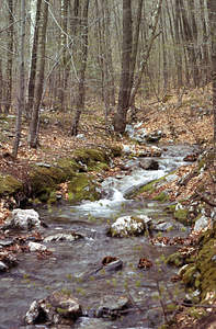 North Branch Birch Brook downstream from the Moon Lot.
