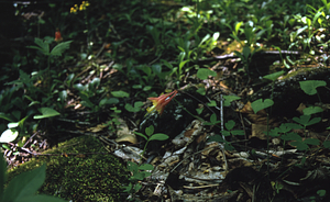 Eastern columbine (Aquilegia canadensis) on Beinecke Stand outcrops.