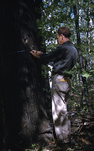 Frank E. Cunningham measuring a large 28" Diameter at Breast Height Red Oak in the White Birch Study Area.