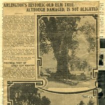 Arlington's Historic Old Elm Tree Although Damaged, Is Not Blighted