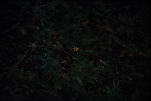 Black-eyed Susan (Rudbeckia hirta) under the canopy of permanent plot 1038.