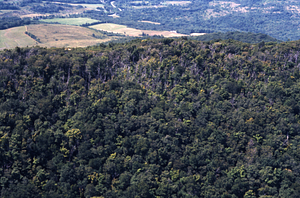 Aerial color image of Moon Hollow headwall showing residual defoliation. False Color Infrared/True Color Project.