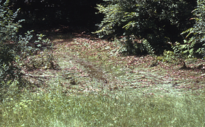 Between Upper Loop Trail and Main Stem Stream Gauging Station. Morning after the 2.5" overnight (29-30 June 1973) rainfall event.