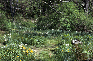 Poet's narcissus (Narcissus poeticus) in the under reconstruction Buxton Garden.