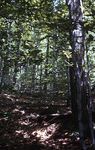 Red oak and beech in Permanent Plot 0712