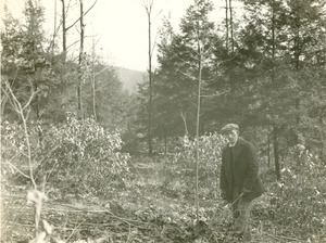 Forestry and Wildlife Management - Mt. Toby Forest