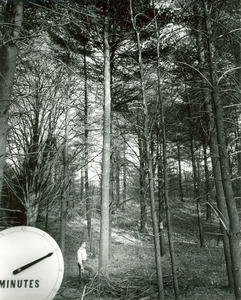 Forestry and Wildlife Management - Pruning trees