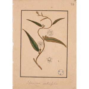 Ipomoea salicifolia