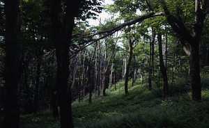 Dead sugar maple (Acer saccharum) trees in area defoliated by saddle-prominent caterpillars 2-3 years earlier.