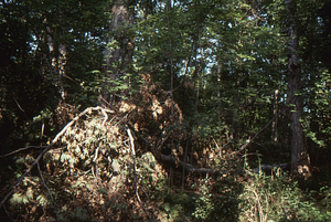 Tree damage from 15 July 1995 storm. Uprooted sugar maple in Permanent Plot 0811
