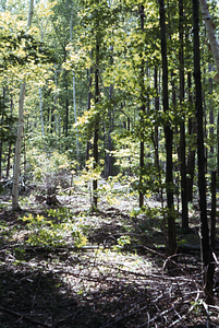 Highgrade logging on Langworthy property in NY.
