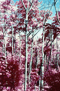 False color IR image of dead and live sugar maples (Acer saccharum), striped maple (Acer pensylvanicum) and red oak (Quercus rubra) east of Jim Smith Hill following saddle-prominent caterpillar defoliation. False Color Infrared/True Color Project.