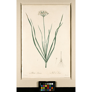 Allium Tataricum