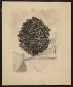 Linden Tree at Wentworth-Gardner House.