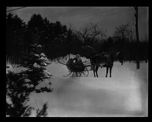 Paul Whelton dressed as Santa Claus in a sleigh drawn by a horse dressed as a reindeer