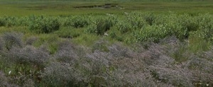 Panoramic views of marshlands, Wellfleet Bay Wildlife Sanctuary