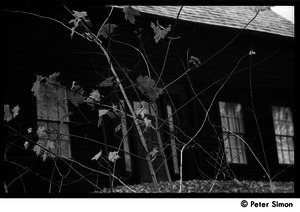 Hannan house, across the road from the Packer Corners commune, seen through maple seedlings