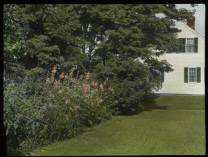 Hollyhocks in Pelham (hollyhocks in side garden with house in background)