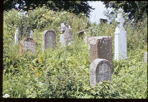 Overgrown cemetery