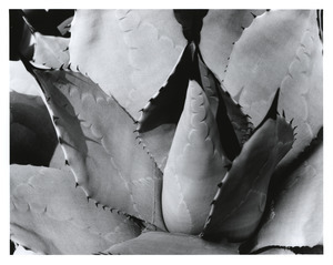 Agave with thorn marks