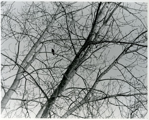 Crow in cottonwood tree