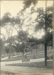 Tree Number One Hundred in the Boston Common