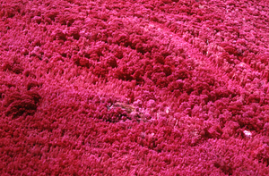 Aerial false color IR image of the Birch Strips in Moon Hollow with open knoll of old Goodrich Farm in the foreground. False Color Infrared/True Color Project.