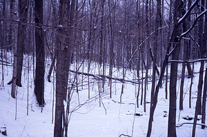 HMF Phenology #04 - 28 January 1972
