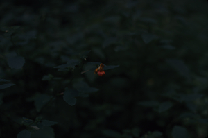 Spotted touch-me-not (Impatiens capensis) in drainage along the Carriage Road.