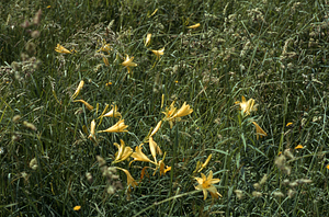 Lemon daylily (Hemerocallis lilioasphodelus) bed in Buxton Garden Site.