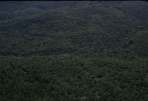 Aerial oblique view center of Hopkins Memorial Forest on 28 May 1972.