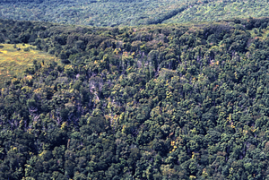 Aerial color image of Birch Brook Trail north of Jim Smith Hill. False Color Infrared/True Color Project.