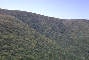 Aerial oblique view of Moon Hollow headwall on 28 May 1972 in the Hopkins Forest.