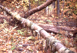 Karen McCoy's "Forest Lamentation" environmental art installation, six years after construction and seven years after snow storm that bent the tree.