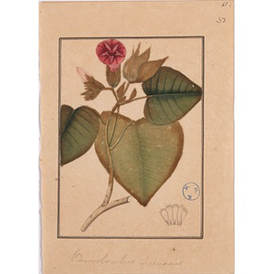 Flora Indica; or Descriptions of Indian Plants