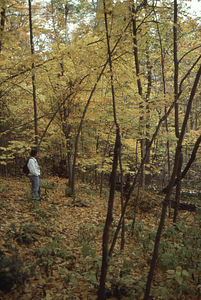 Carol Collier '93 Senior Thesis on Beinecke Stand. 7. Old tree-throws dead and down in grid cell 1043.