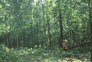 Wilson Greatbatch genetic plantation regeneration project image 3. Donald Campbell, Class of 1984, with chainsaw.