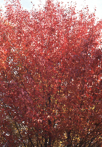 Red maple autumn foliage.