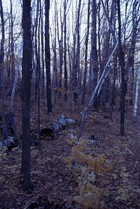 Paper birch (Betula papyrifera) dying at edge of Hopkins Pasture on Lower Loop Trail.