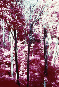False color IR image of dead and live sugar maples (Acer saccharum) with beech (Fagus grandifolia) understory in permanent plot 1105 following saddle-prominent caterpillar defoliation. False Color Infrared/True Color Project.
