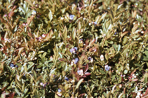 Low-bush blueberry Taconic Crest Trail at White Rocks.