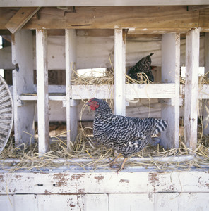 Chicken in the hen house, Casey Farm, Saunderstown, R.I.