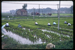 Planting rice paddies