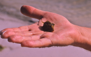 Man holding tiny spotted fish