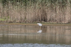 Snowy egret taking off from the water against a backdrop of reeds, Wellfleet Bay Wildlife Sanctuary