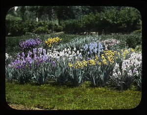 Rows of bearded Iris