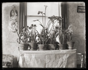 Potted plants, Massachusetts Agricultural College